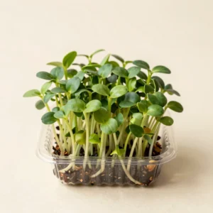 Mustard Leaf Minis